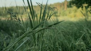 Ahmad Zahir. Agar tu yaarake man baashi/Аҳмад Зоҳир. Агар ту ёраки ман бошӣ (Archive cassette)