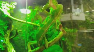 Танцующий хамелеон