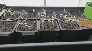 🌱 Рассада перцев и баклажанов в начале марта
