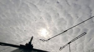 09.03.26 г. Андижанская порода голубей