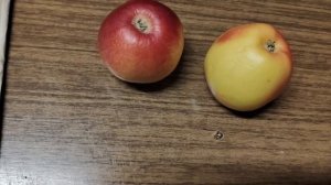 Мой ужин во время марафона на рутубе