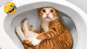 Самые смешные видео с животными от которых вы будете смеяться очень долго.