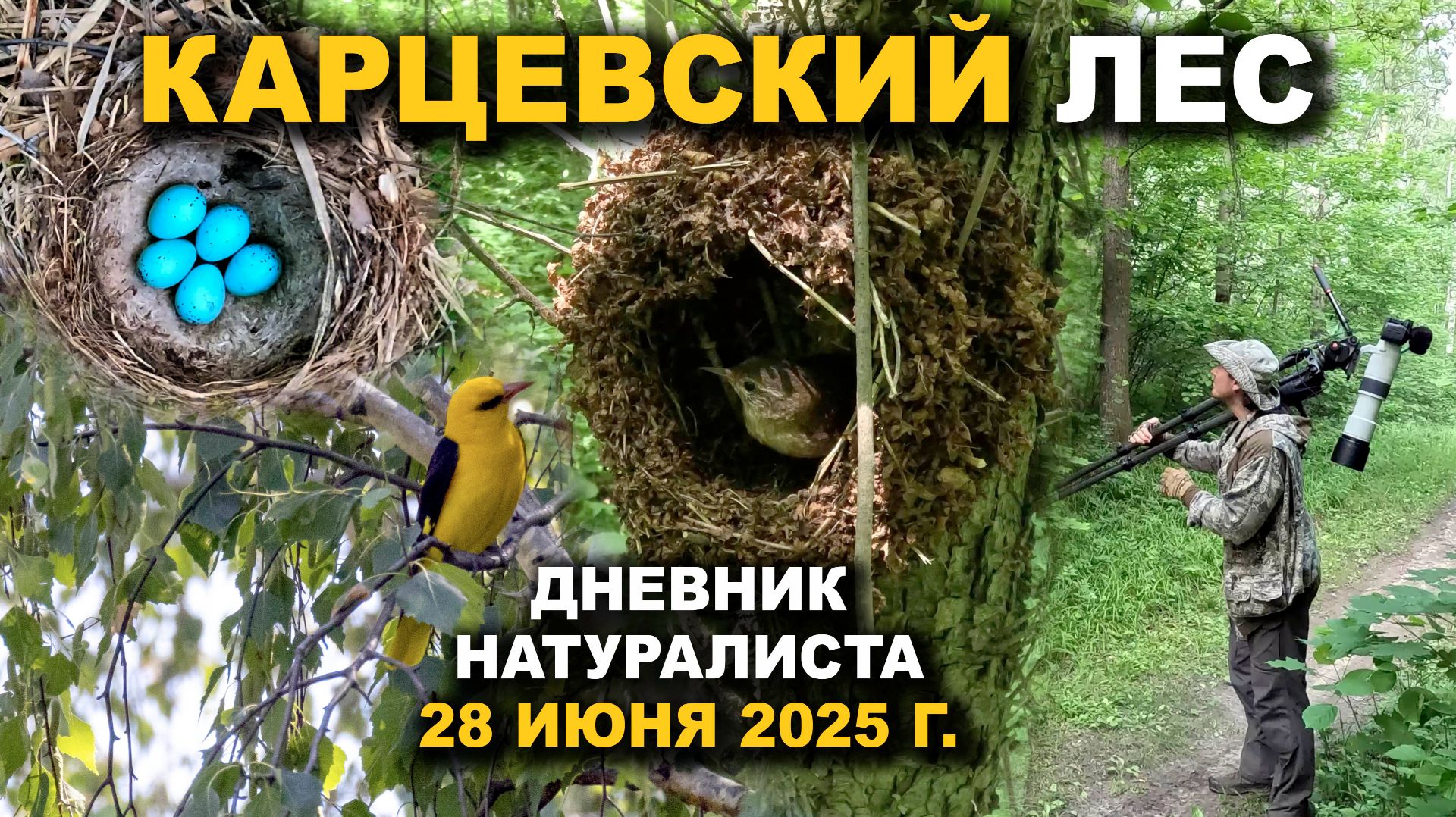 Птицы Карцевского леса. Дневник. 28 июня 2025 г.