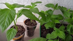 Как сажать перец на рассаду, чтобы вырос с мощной корневой системой