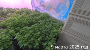 7 соток. Начало дачного сезона. Хроника 9 марта 2026 год