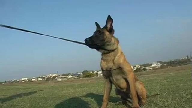 Как дрессировать собаку?