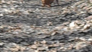 062 2017.04.09_10.16.54 Маня носатая)