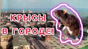 Крысы в городе! / Архив от 08.04.2024