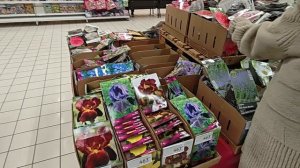 Новые поставки луковичных в Ашан Гагаринский #цветы