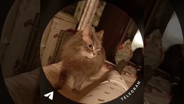 мяуканье котят 😺