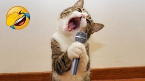 Смейтесь до упаду с этими забавными животными