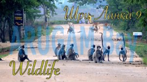 Шри-Ланка 🇱🇰 Sri Lanka. Wildlife 🌳 Дикая природа!