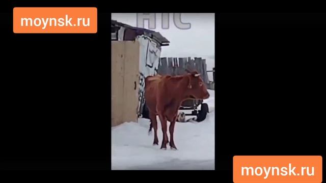 Убой скота в Новосибирске