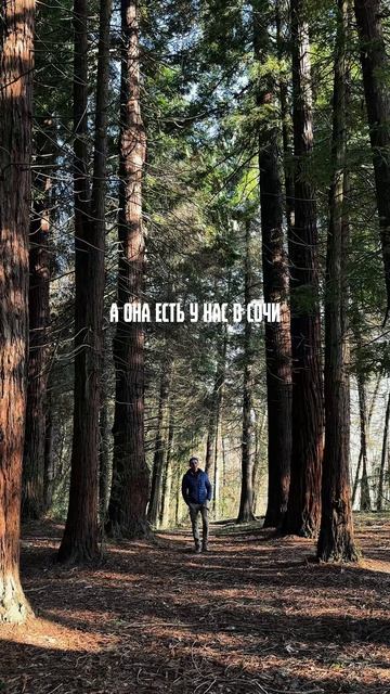 Роща секвой в Сочи