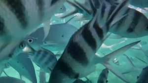 Шустрые рыбки