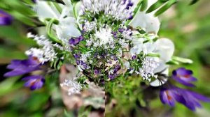 Видеофоны! Видеофон Подснежники 3! Футаж от Киностудии Мудрого Кота Тимофея!