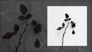 СДП - Упоенье, яд отравы (Официальная премьера трека)