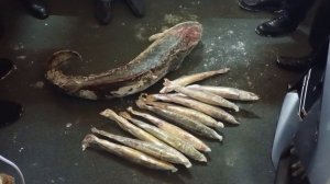 Ловили рыбу – поймали срок: в Новосибирске задержали организатора нелегальной рыбалки