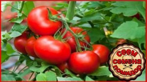 И снова дача - СЕЕМ СЕМЕНА ПОМИДОР НА РАССАДУ