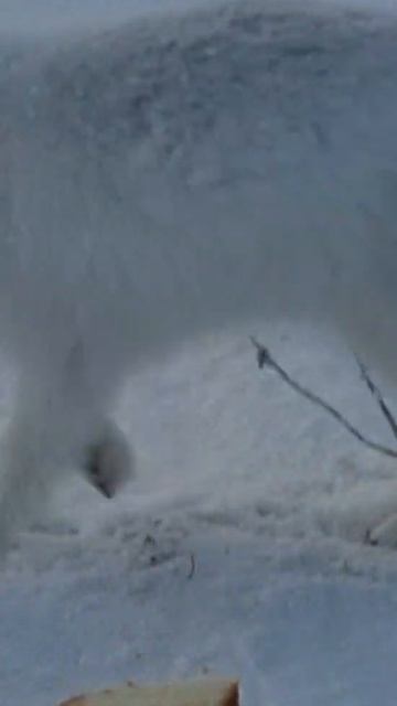 Встретили песца и угостили его хлебом