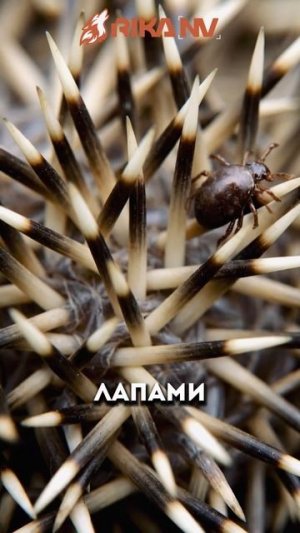RikaNV познавательный: Ёжики никогда не носят яблоки и грибы на спине — разоблачаем миф!