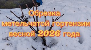 ОБРЕЗКА МЕТЕЛЬЧАТОЙ ГОРТЕНЗИИ ВЕСНОЙ 09.03.26