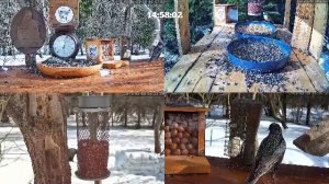 #онлайн_кормушка_для_птиц. 10 марта 2026 года. г. Калуга