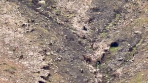 🇪🇸🇪🇸Горные козлы🇪🇸🇪🇸Фуэртевентура🇪🇸🇪🇸