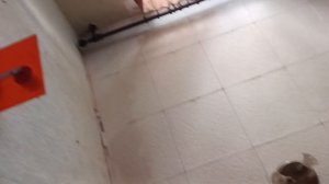 укради Brainrot в реальном жизни