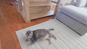 Селянка в Америке / ОБНОВКИ В ДОМЕ НЕЗНАЮ ГДЕ ПОСТАВИТЬ СТОЛ