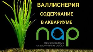 Валиснерия Содержание и уход в аквариуме
