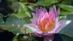 12 имён Шри Ганеши.
12 names of Sri Ganeshi.