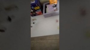 бумажные собаки