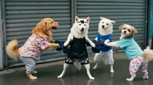 Щенок, спасенный из наводнения. Продолжение истории�