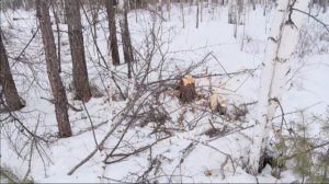 Дачники срубили шесть деревьев в Плишкинском лесу Иркутска