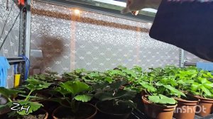 ОБЗОР ПЕРЕСАЖЕННЫХ ЧЕРЕНКОВ ПЕЛАРГОНИ
06 ФЕВРАЛЯ 2026