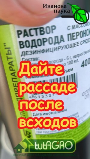 Рассада НЕ ВЫТЯНЕТСЯ! Секрет крепких и коренастых всходов с помощью перекиси водорода. Доступно ВСЕМ