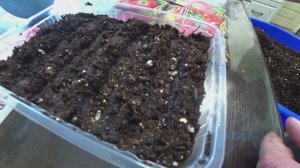 Посев томатов по современным технологиям