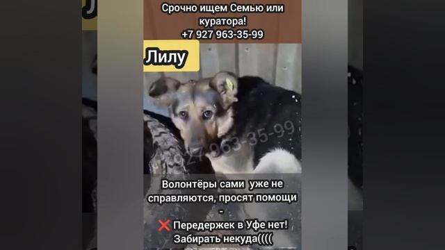 Трясётся от страха в отлове РЕБЁНОК! Лилу.
⚡СРОЧНО ИЩУТ Девочке СЕМЬЮ ИЛИ КУРАТОРА!

Заберите