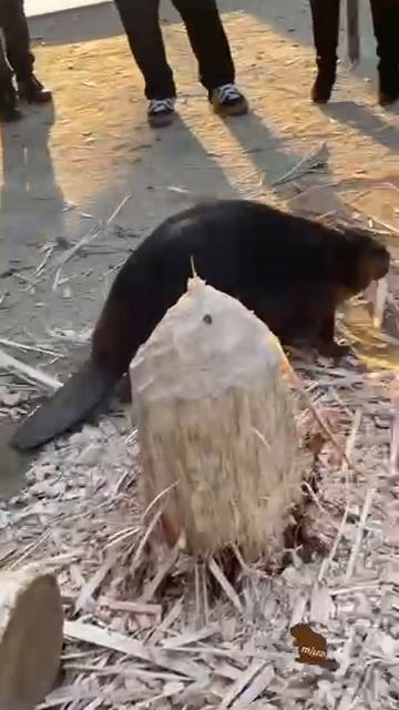 С ним все в порядке