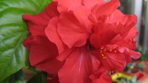 Расцвела моя роза.