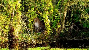 Скоро закончится дачный сезон...