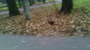 147 2019.10.16_07.15.43 Маня убегает в даль. Горка и Царская пасека.