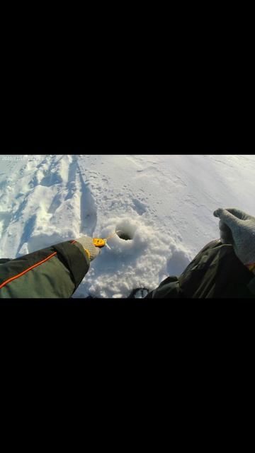 Почти трофейный окунь.