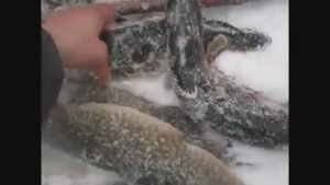 ЛОВИМ ЩУК НА КОРЮШКУ! ПРОВЕРКА КАПКАНОВ!