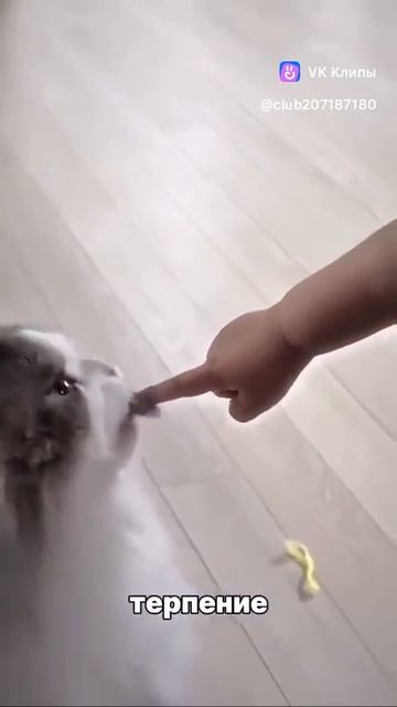 Хвостатый ангел