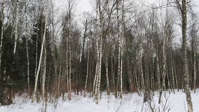 Лосиный остров, март 🌲🌲❄️🌲🌲❄️ 09.03.2026