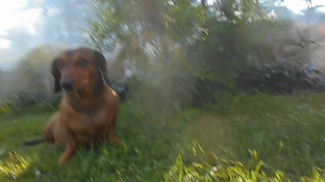 136 2019.07.27._15.35.24 Манька под ёлочкой сидит.