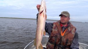 Рыбалка на северную трофейную щуки и огромных окуней. Рыбалка спиннингом на реке Печора.