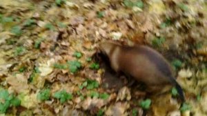 107 2018.11.19_10.31.54